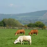 Riverfield