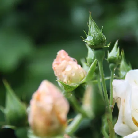 Riverfield Frühstückspension