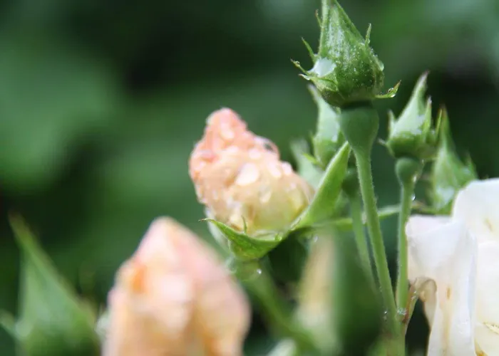 Riverfield Couette-café